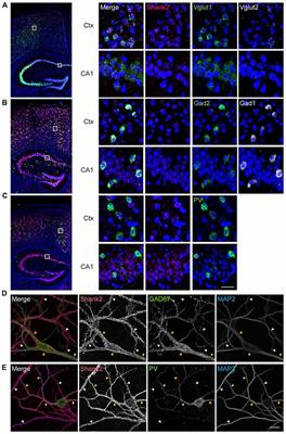 Shank2 Deletion in Parvalbumin Neurons Leads to Moderate Hyperactivity, Enhanced Self-Grooming and Suppressed Seizure Susceptibility in Mice